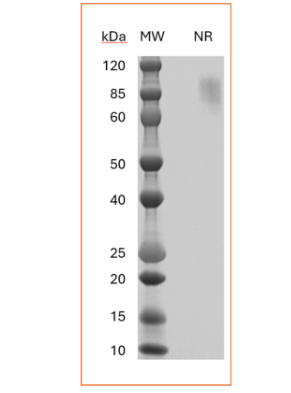 MW: Molecular Weight marker reduced condition
NR: TIGIT dimer under non-reducing condition